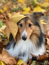 Pepsi du Fief Des Petits Crunchis