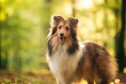 Voltali blonde du Fief Des Petits Crunchis