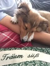 Pepsi du Fief Des Petits Crunchis