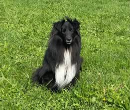 Vvillow dark moon du Fief Des Petits Crunchis