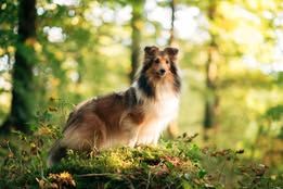 Voltali blonde du Fief Des Petits Crunchis