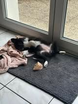 Aerly black panther du Fief Des Petits Crunchis