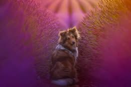 Voltali blonde du Fief Des Petits Crunchis