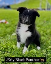 Aerly black panther du Fief Des Petits Crunchis