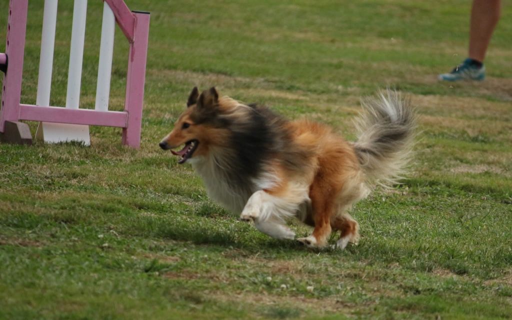 U re like a king du Fief Des Petits Crunchis