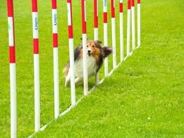 Pepsi du Fief Des Petits Crunchis