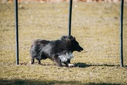 Vvillow dark moon du Fief Des Petits Crunchis