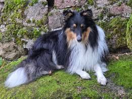 Un deux trois soleil du Fief Des Petits Crunchis