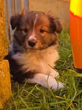 Abracadabra magia du Fief Des Petits Crunchis