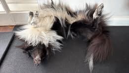 Super eager du Fief Des Petits Crunchis