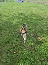 I'm too fast for you du Fief Des Petits Crunchis