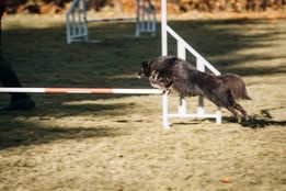 Vvillow dark moon du Fief Des Petits Crunchis