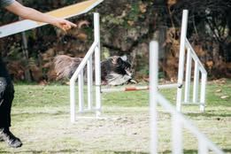 Vvillow dark moon du Fief Des Petits Crunchis