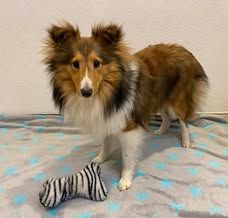 Pepsi du Fief Des Petits Crunchis