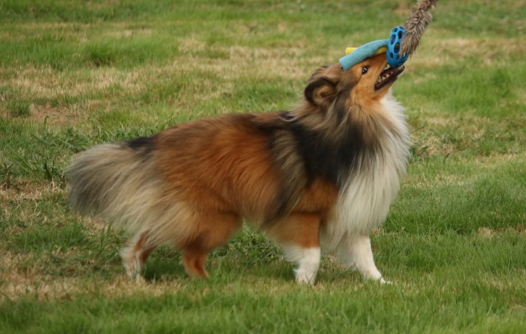 U re like a king du Fief Des Petits Crunchis