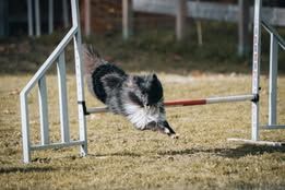 Vvillow dark moon du Fief Des Petits Crunchis