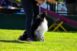 Super eager du Fief Des Petits Crunchis