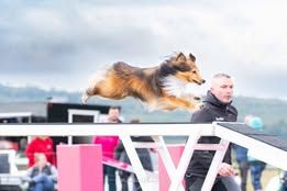 Sirius black du Fief Des Petits Crunchis