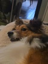 Veni vidi amavi du Fief Des Petits Crunchis