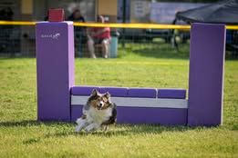 Pepsi du Fief Des Petits Crunchis