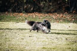 Vvillow dark moon du Fief Des Petits Crunchis