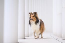 Voltali blonde du Fief Des Petits Crunchis