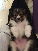 Pepsi du Fief Des Petits Crunchis