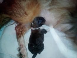 Pepsi du Fief Des Petits Crunchis