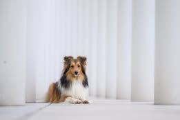 Voltali blonde du Fief Des Petits Crunchis