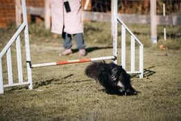 Vvillow dark moon du Fief Des Petits Crunchis