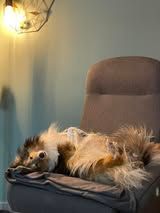 Psy k'ose d'athis du Fief Des Petits Crunchis