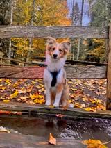 Aslan du Fief Des Petits Crunchis