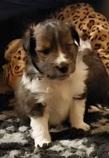 Abracadabra magia du Fief Des Petits Crunchis