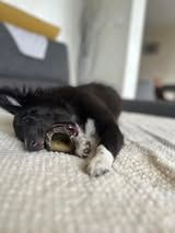 Aerly black panther du Fief Des Petits Crunchis