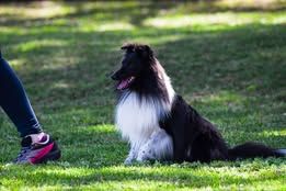 Super eager du Fief Des Petits Crunchis