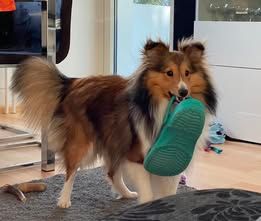 Pepsi du Fief Des Petits Crunchis