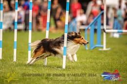 Pepsi du Fief Des Petits Crunchis