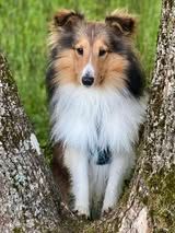 Pepsi du Fief Des Petits Crunchis