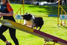 Super eager du Fief Des Petits Crunchis