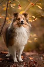 Taz-mania el diablo du Fief Des Petits Crunchis