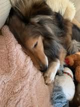 Powerfull beyond measure dit piwi du Fief Des Petits Crunchis