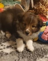 Abracadabra magia du Fief Des Petits Crunchis