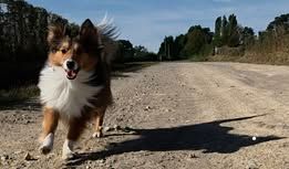 Veni vidi amavi du Fief Des Petits Crunchis