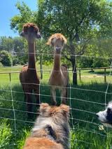 Pepsi du Fief Des Petits Crunchis