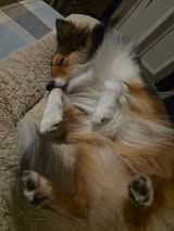 Veni vidi amavi du Fief Des Petits Crunchis