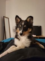 Aslan the black lion du Fief Des Petits Crunchis