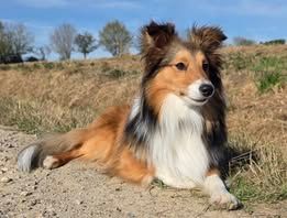 Veni vidi amavi du Fief Des Petits Crunchis