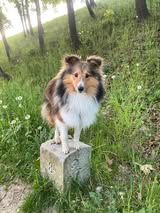 Pepsi du Fief Des Petits Crunchis