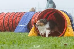 Pepsi du Fief Des Petits Crunchis