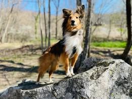 Powerfull beyond measure dit piwi du Fief Des Petits Crunchis